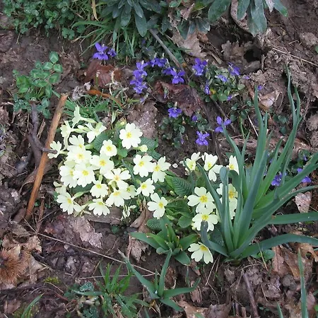 Εξοχικό σπίτι La Xiana Taranes